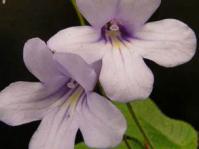 Streptocarpus modestus flowers
