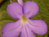Streptocarpus johannis