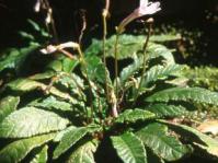 Flowering in habitat