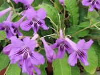 Streptocarpus primulifolius