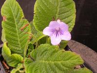 Streptocarpus rexii