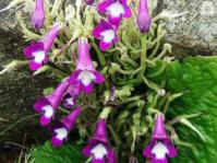 Streptocarpus cooksonii