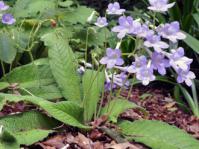 Streptocarpus cyaneus