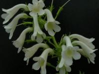 Streptocarpus vandeleuri