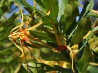 Plant in flower