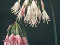 Strumaria truncata