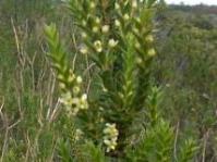 Flowering stem