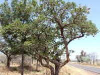 Strychnos cocculoides tree