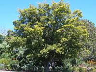 Strychnos decussata growing in Kirstenbosch NBG