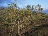 Strychnos madagascariensis tree