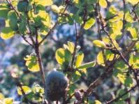 Strychnos spinosa