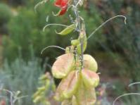 Lessertia frutescens