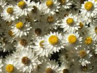 Syncarpha argyropsis flowers