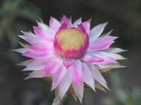Fresh everlasting flowerhead.  Image G.A. Verboom