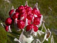 In bud Syncarpha eximia flowerheads are reminiscent of a bowl of strawberries