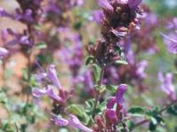 Flower spike