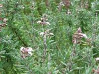  Syncolostemon teucriifolius in flower