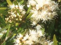 Flowers of Syzygium pondoense