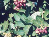 Syzygium cordatum