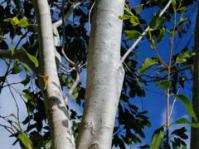 Stem of Syzygium guineense