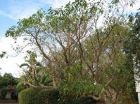 Tabernaemontana elegans tree