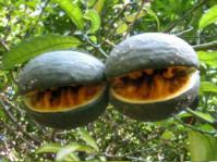 Fruits of T.ventricosa