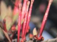 Tapinanthus rubromarginatus