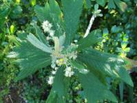 Leaves and male flowers