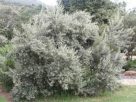 Tarchonanthus camphoratus