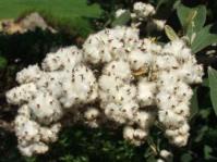 Woolly seedheads