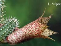 Tavaresia flower. Copyright: L. Viljoen