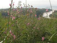 Tephrosia kraussiana in habitat