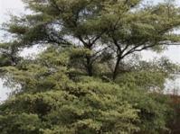 Terminalia sericea