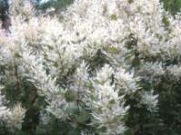 Tetradenia riparia