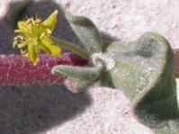 Flowers,stems and leaves