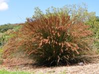 Plants of the Week | Page 9 | PlantZAfrica