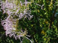 Shrub in flower