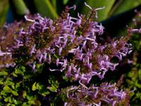 Thorncroftia succulenta shrub