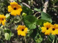Thunbergia alata
