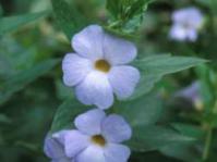 Thunbergia natalensis