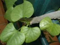 Tinospora fragosa