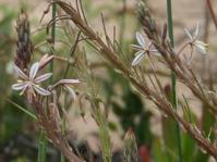 Trachyandra ciliata flowering stalks