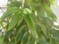 Trema orientalis
