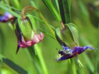 Trichodesma angustifolium flowers