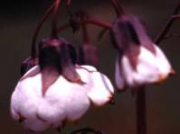 Chocolate bells