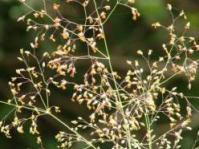 Panicle inflorescence:Photo.M Koekemoer