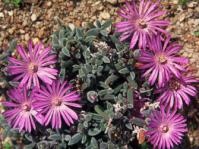 Trichodiadema pygmaeum succulent shrub