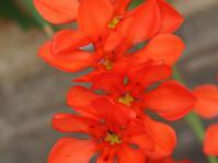 Tritonia crocata