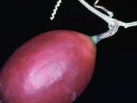 Ripe fruit