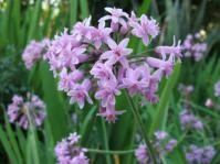 Tulbaghia simmleri